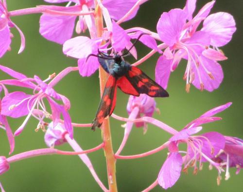 Zygaena transalpina